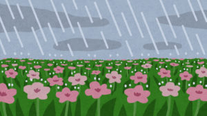 どんより雨の日は露出補正で撮影してみよう