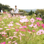 一眼レフ/ミラーレス一眼は、マニュアルで撮影しよう