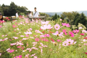 一眼レフ/ミラーレス一眼は、マニュアルで撮影しよう